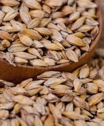 barley beans grains malt close barley