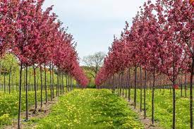 Best Trees To Plant In Southern Ontario