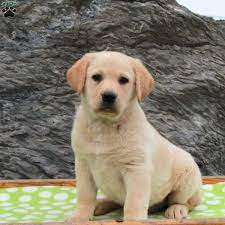 All up to date on w. Labrador Mix Puppies For Sale Greenfield Puppies