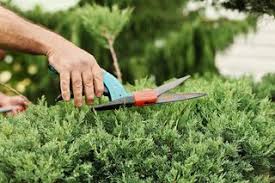 how to prune an overgrown juniper