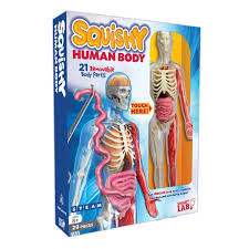 A free website study guide review that uses interactive animations to help you learn online about anatomy and physiology, human anatomy, and the human body systems. Smart Lab Squishy Human Body Kit Walmart Com Walmart Com
