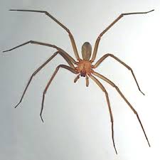 Venomous Spiders In Florida Florida Department Of