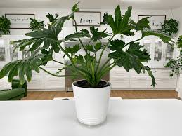 philodendron hope selloum care