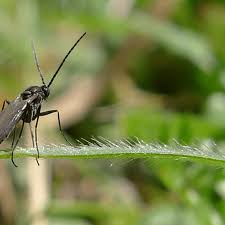 fungus gnats how to get rid of these