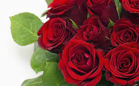 red rose bouquet wallpaper hd 8337