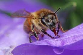 clification of western honey bees
