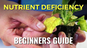 A Beginners Guide Nutrient Deficiency
