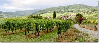route des vins d alsace alsatian wine