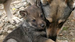 If extirpated, coastal, introduced, and accidental species are included these numbers increase to 8 orders, 26 families, 67 genera, and 105 species. Petition Stop Killing Wolves And Their Packs Change Org