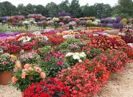 time to get planting bedding plants