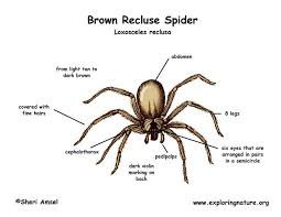 Brown Recluse Spider Recluse Spider Brown Recluse Spider