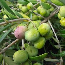 If fruit is desired, the trees should be pruned lightly every year or two. Arbequina Olive Tree Standard Potted Grow Organic