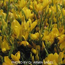 genista acanthoclada ssp acanthoclada