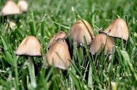 mushrooms sprouting up in your yard