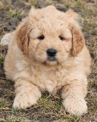 Your mini goldendoodle can get different coat colors depending on the parent breeds. 3 Types Of Mini Goldendoodles Colors Sizes And Coats Explained