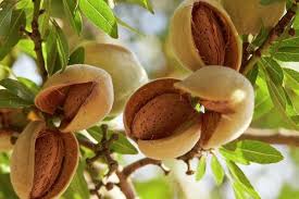 Image result for images of almonds