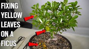 sick ficus bonsai with yellow leaves