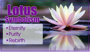Lotus Flower Meaning And Significance All Over The World