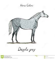 Horse Color Chart On White Equine Dapple Grey Coat Color