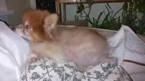 Although the cause of this condition has not been definitively determined, it is thought to be caused by an abnormal response of the hair follicles to the normal hormonal changes that occur with changing day length. Can Worms Cause Hair Loss In Dogs Quality Dog Resources