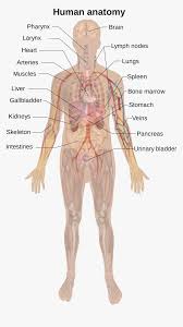 Moves humerus (arm) to chest. Body Diagram Labeled Fusebox And Wiring Diagram Cable Way Cable Way Sirtarghe It