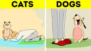cats vs dogs who are better you
