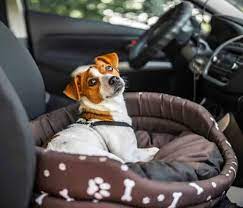 dog friendly road trip