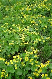 This spring alpine flower has pure white petals on the outside and the innermost petals are edged with dark green. Yellow Marsh Marigold