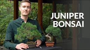 juniper bonsai tree care you