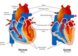 Blood Flow Through The Heart Perkins Elearning