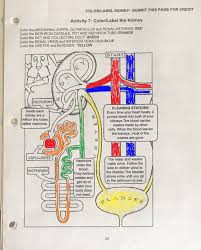A nephron is a microscopic structural and functional unit of the kidney. Solved Color Label Kidney Submit This Page For Credit Activity 7 Color Label The Kidney Color The Abdominal Aorta Glomerulus And Renal Arteries Course Hero