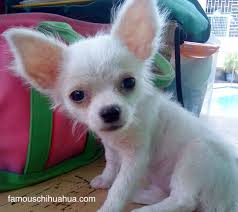 long haired chihuahua puppy