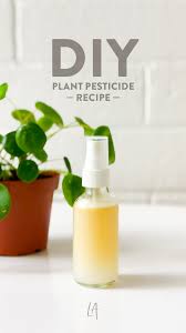 diy plant pesticide recipe