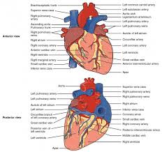 Heart Anatomy Anatomy And Physiology