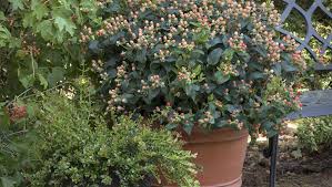 7 Shrubs For Fall Into Winter Containers