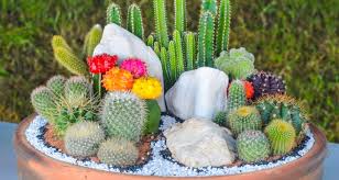 How To Grow Cacti Indoors My Garden Life