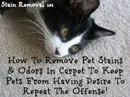removing pet stains on carpet tips