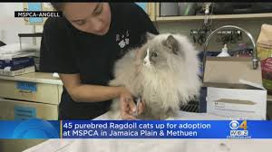 Siberian cats and millions of other books are available for amazon kindle. 45 Purebred Ragdoll Cats Up For Adoption At Mspca Youtube