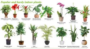 Indoor Plants Produces Most Oxygen