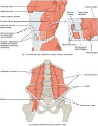 Abdomen Anatomy Definition Function Muscles Biology