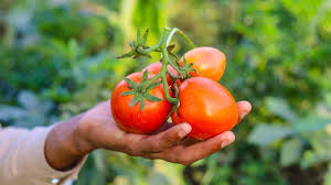 Growing The Perfect Tomatoes