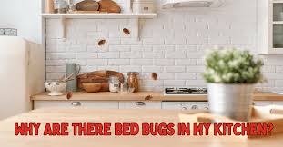 bed bugs in kitchen why plus what to do