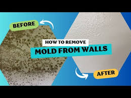 How To Remove Mold From Walls Step By