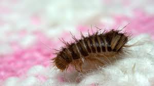 carpet beetle larvae are they