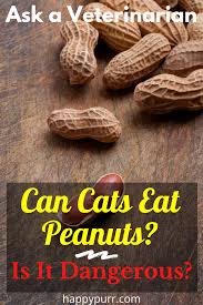 Peanuts are not toxic to cat breed, but there are some things to be considered when feeding your cat peanuts. Is It Safe For Cats To Eat Peanuts Peanut Eat Canning