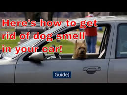 how to get dog smell out of a car