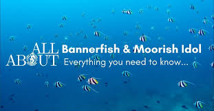 schooling bannerfish vs moorish idol