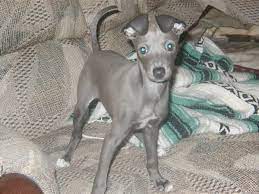 Italian greyhound, florida » miami shores. The Love Of An Italian Greyhound My Experience Of Love And Loss Pethelpful