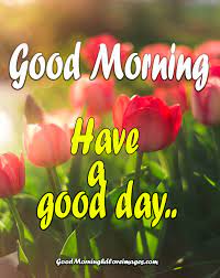 You can send a hot cup of coffee or a warm kiss to perk up the day of your friends or loved ones through these cards. Good Morning Flower Images Free Download Good Morning