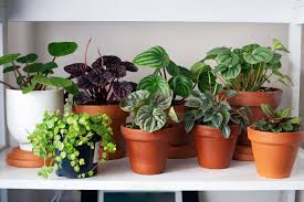 how to get rid of mold on houseplant soil